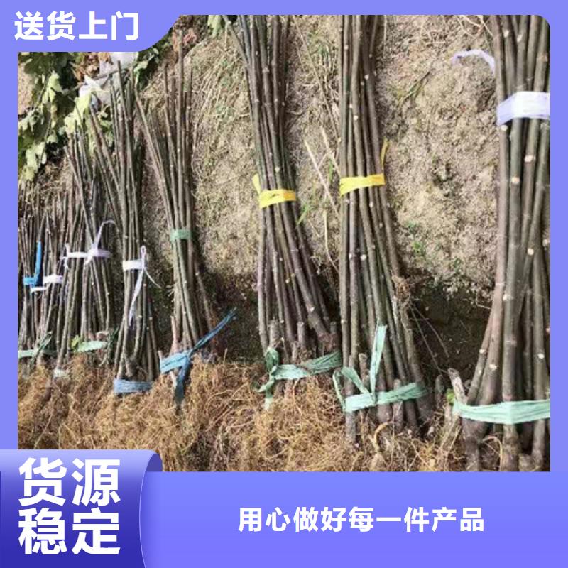 【无花果梨树苗用的放心】