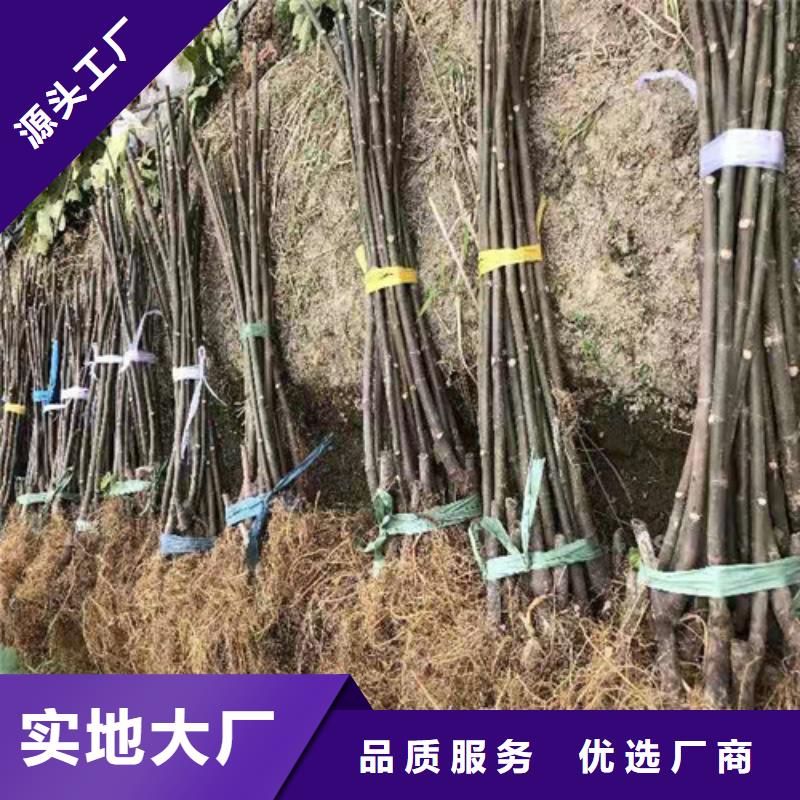 無花果,1公分杏樹苗廠家新品