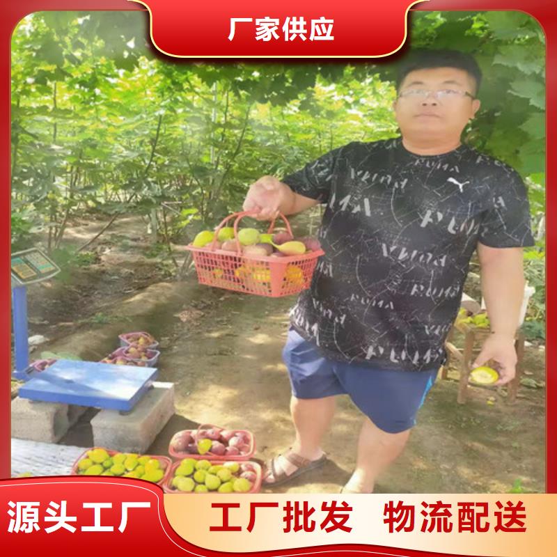 無花果草莓苗廠家品控嚴(yán)格