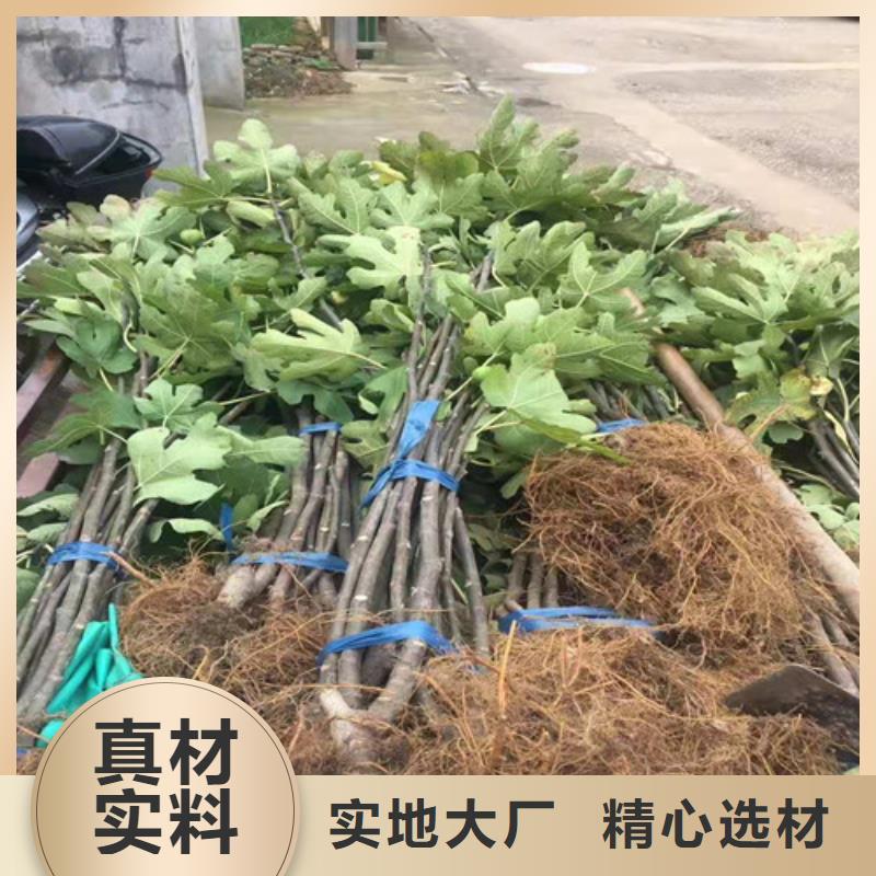 無花果蟠桃苗實力雄厚品質保障