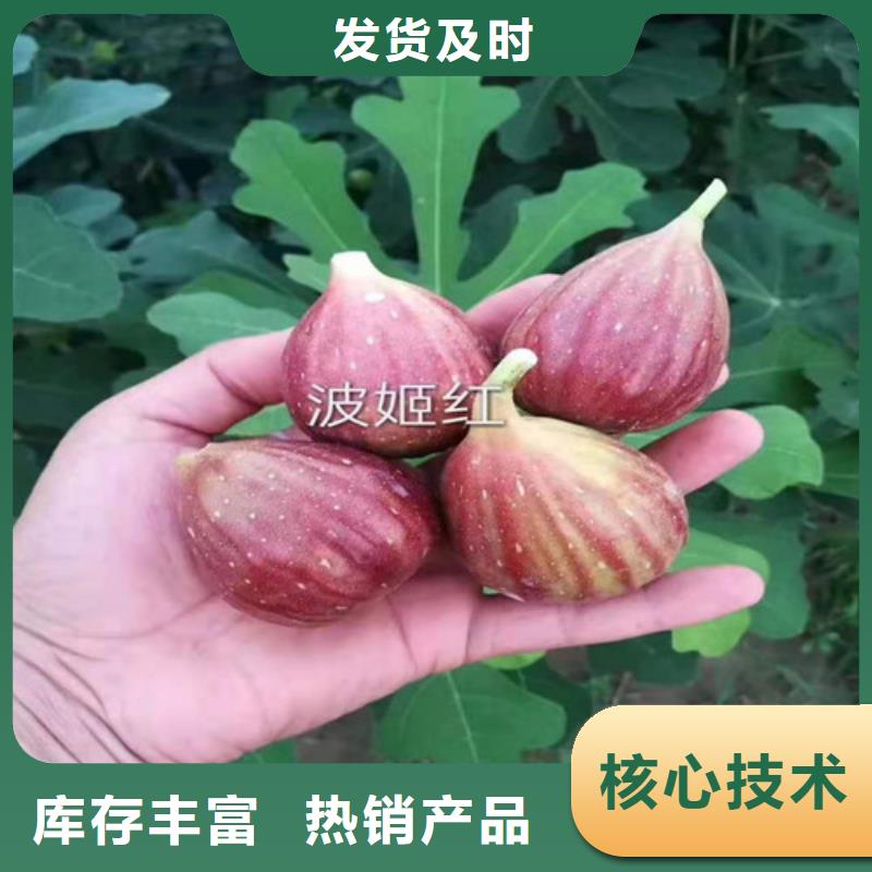 無花果桃樹苗產地貨源