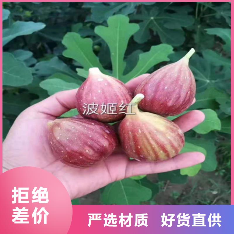 無花果蘋果苗粘木源頭工廠量大優惠