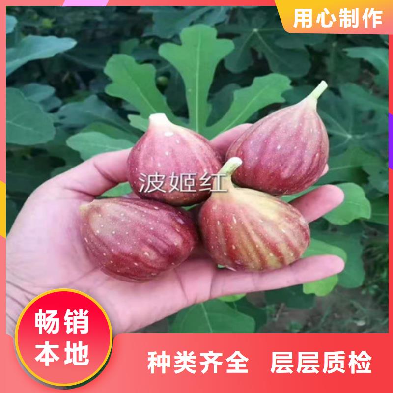 無花果海棠盆景苗打造好品質
