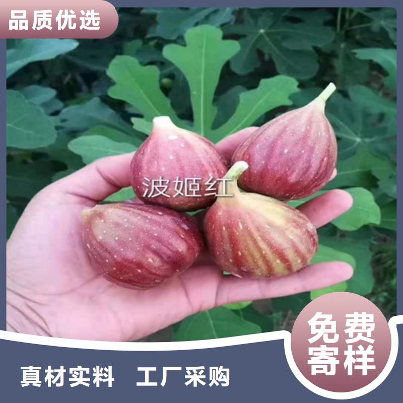 无花果_香椿树苗订制批发