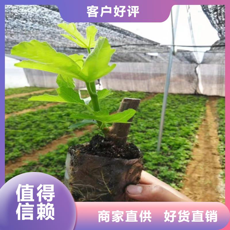 无花果_梨树苗自有生产工厂