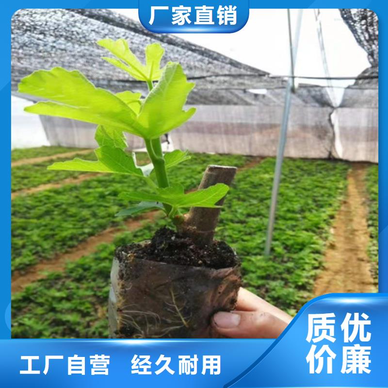 無花果桃樹苗產地貨源