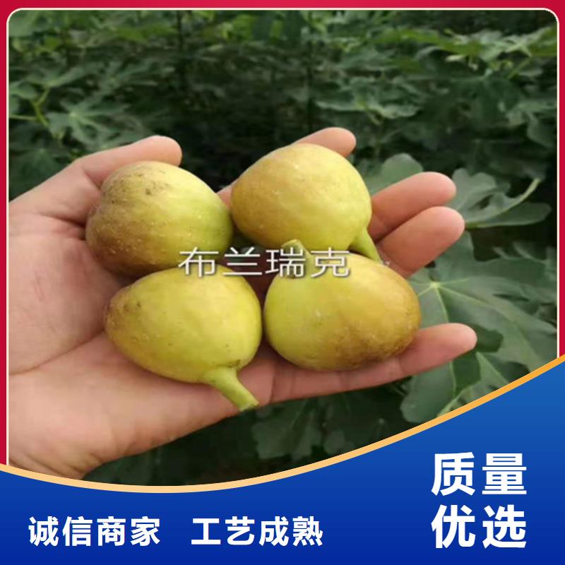 無花果【草莓苗】來圖定制
