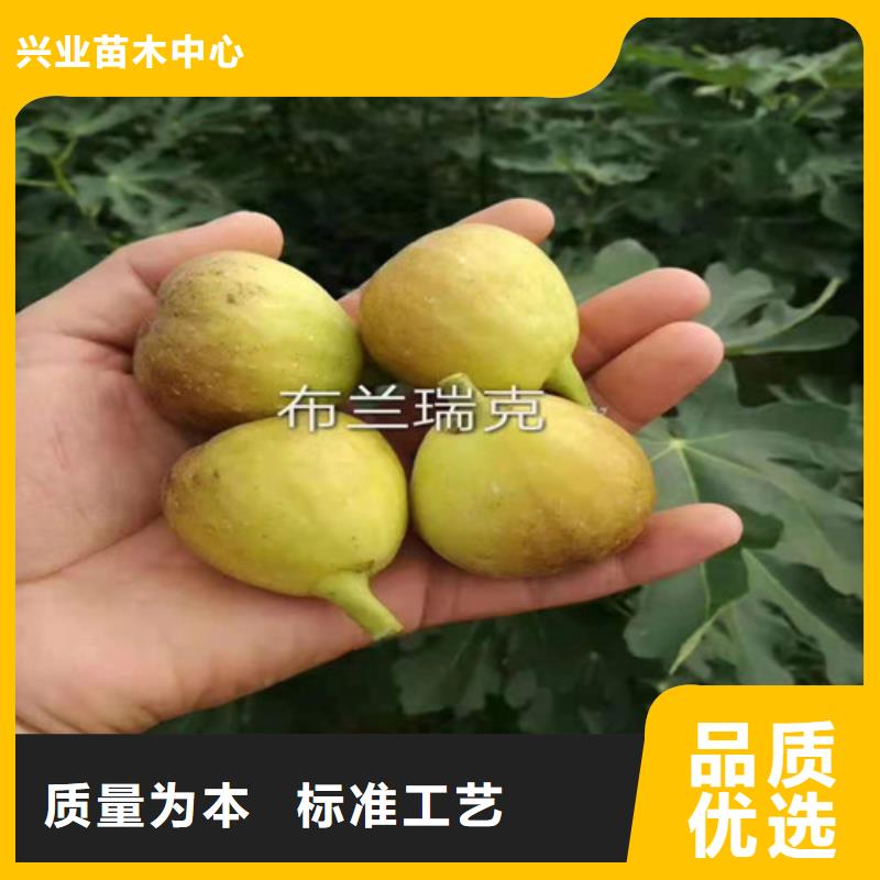 无花果黄桃苗支持货到付清