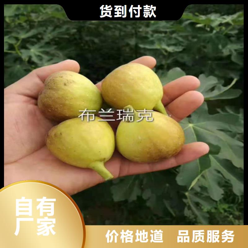 無花果大棚草莓苗品質(zhì)不將就