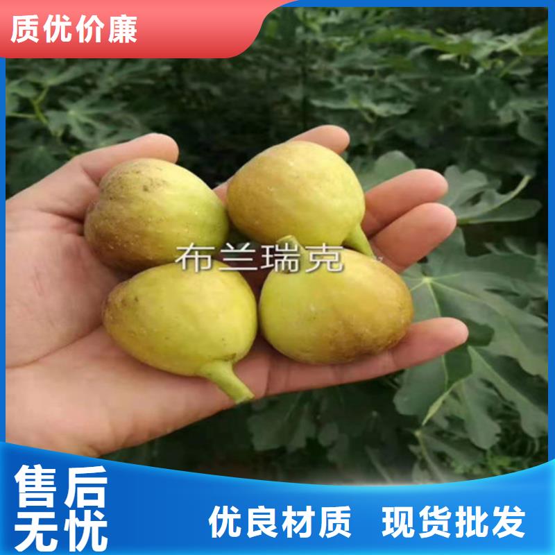無花果藍莓苗細節嚴格凸顯品質