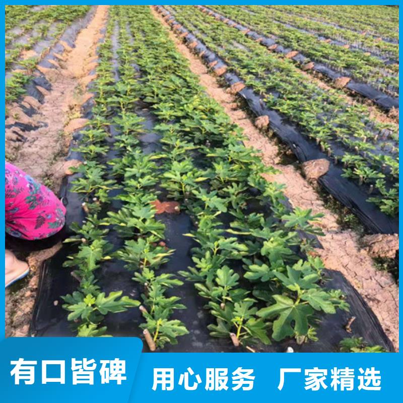 無(wú)花果西瓜苗一手價(jià)格