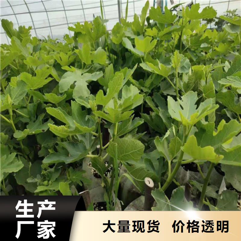無花果車厘子苗現貨充足量大優惠