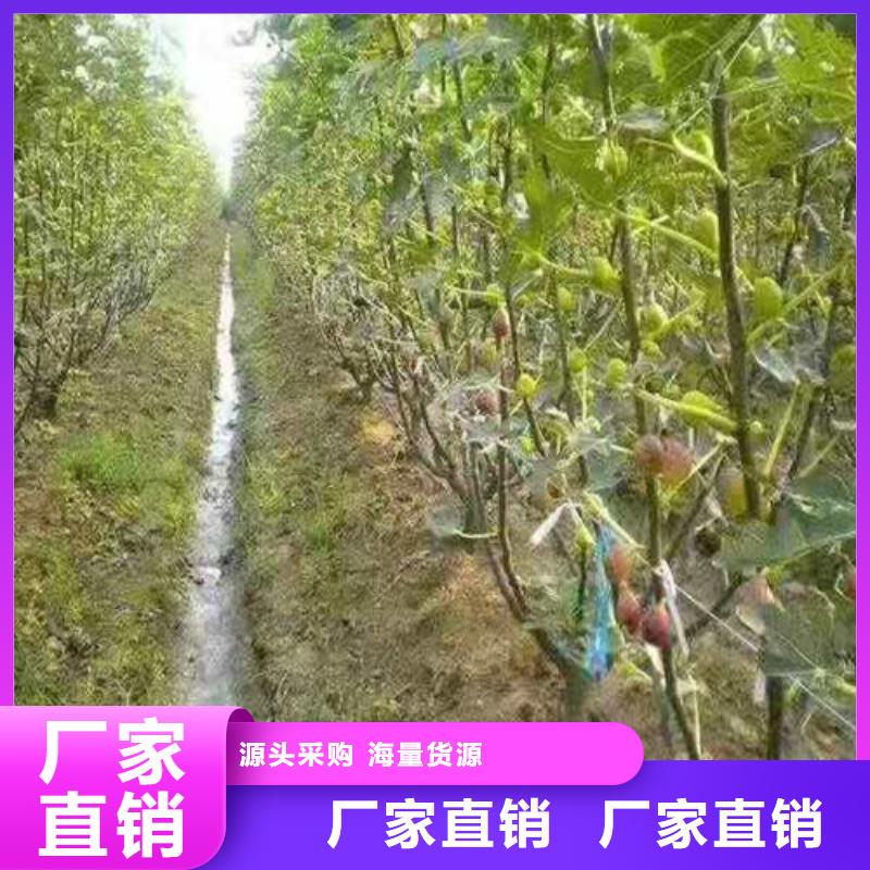 无花果_香椿树苗订制批发