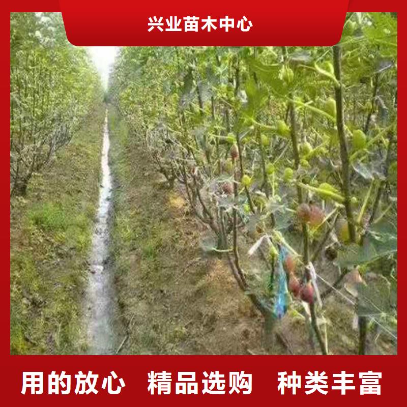 无花果-油桃苗厂家定制