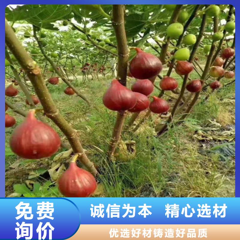 無花果草莓苗廠家品控嚴(yán)格
