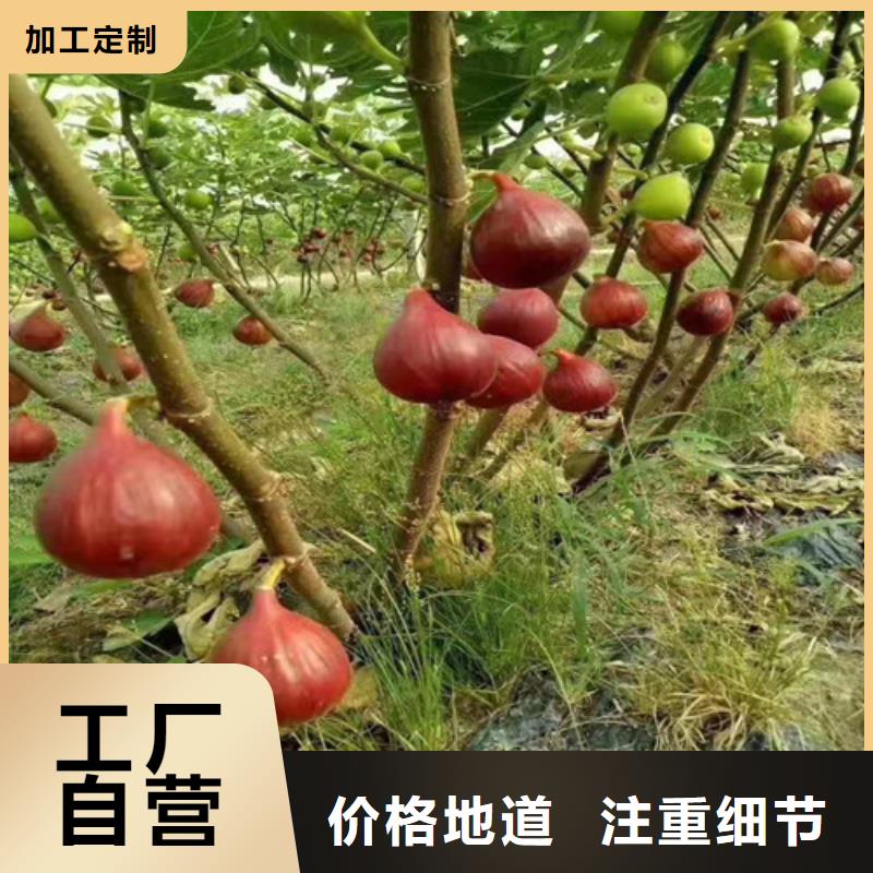 無花果西瓜苗安心購