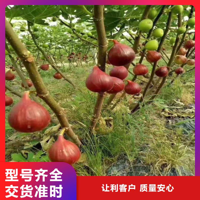 无花果_木瓜海棠苗敢与同行比服务