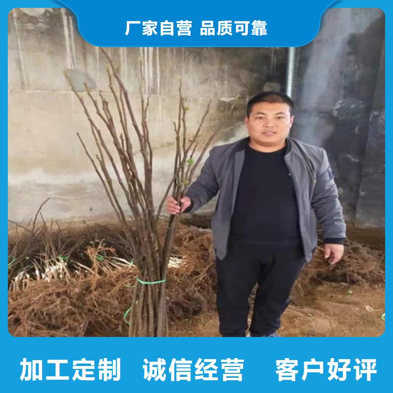 無花果桃樹苗產地貨源
