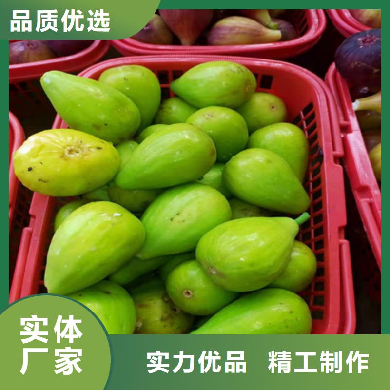 無花果桃樹苗產地貨源