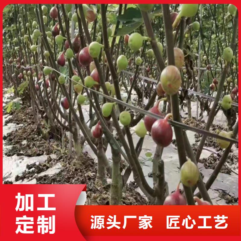 【无花果】海棠盆景苗大量现货供应