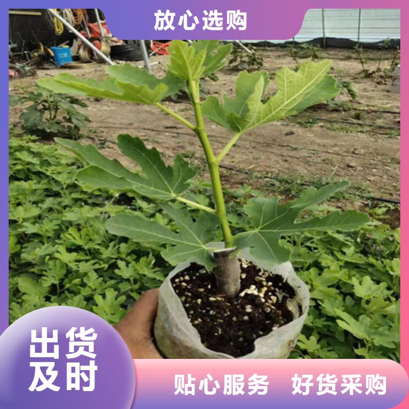 【无花果】_草莓苗懂您所需