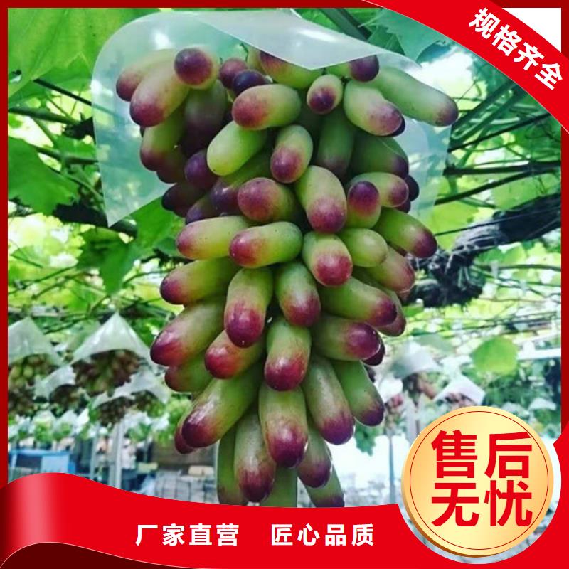 葡萄_金銀花樹苗精品優選