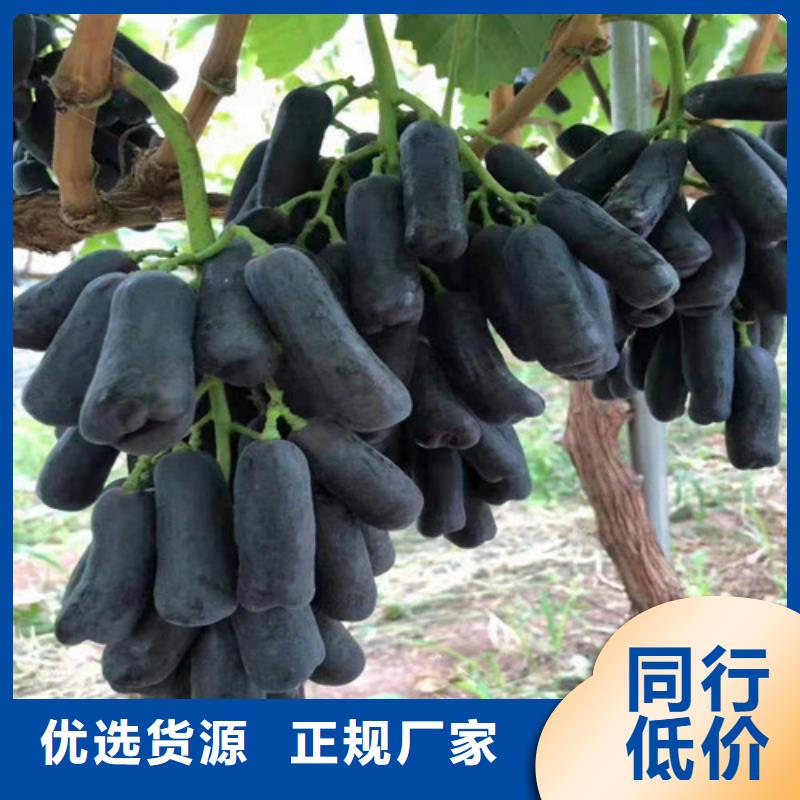 葡萄珍珠油杏歡迎來廠考察
