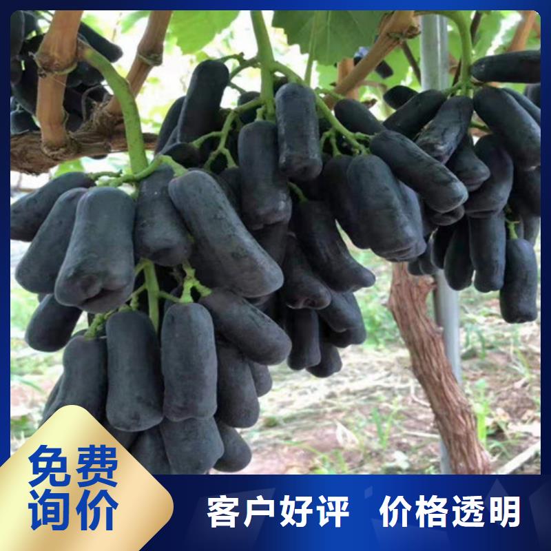 葡萄【蟠桃苗】细节决定成败