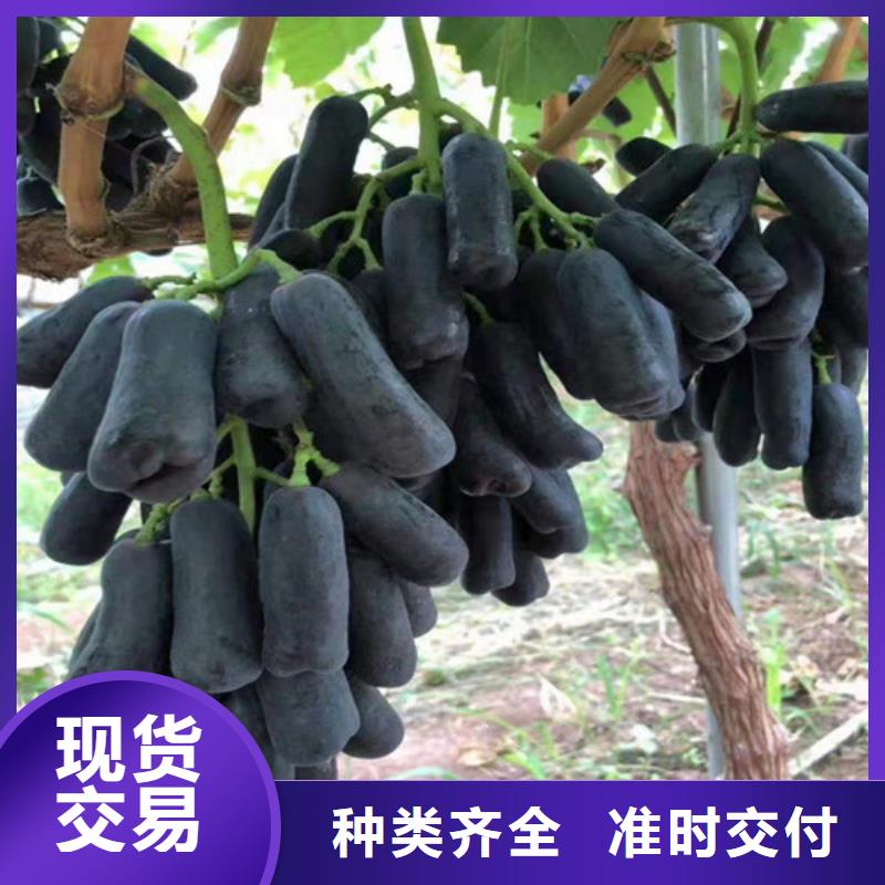 葡萄蓝莓苗厂家直发