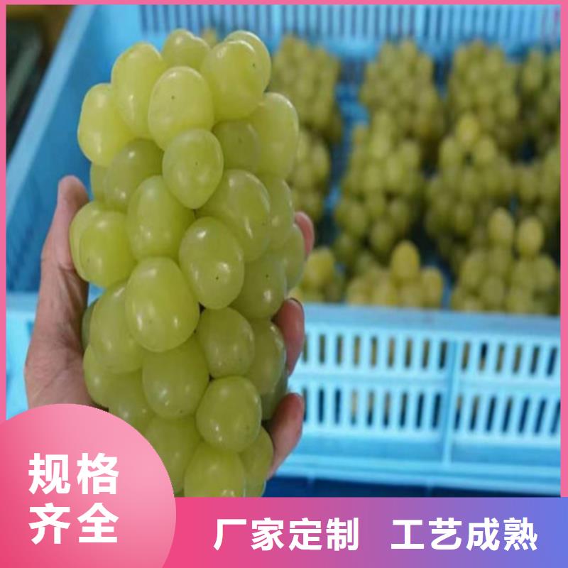 葡萄黄金蜜桃苗免费询价