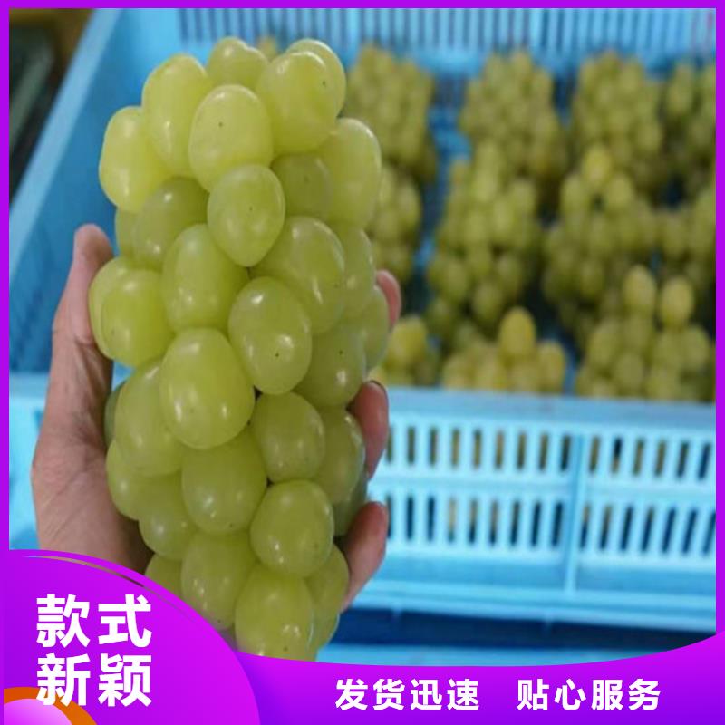 【葡萄】大棚草莓苗專業品質