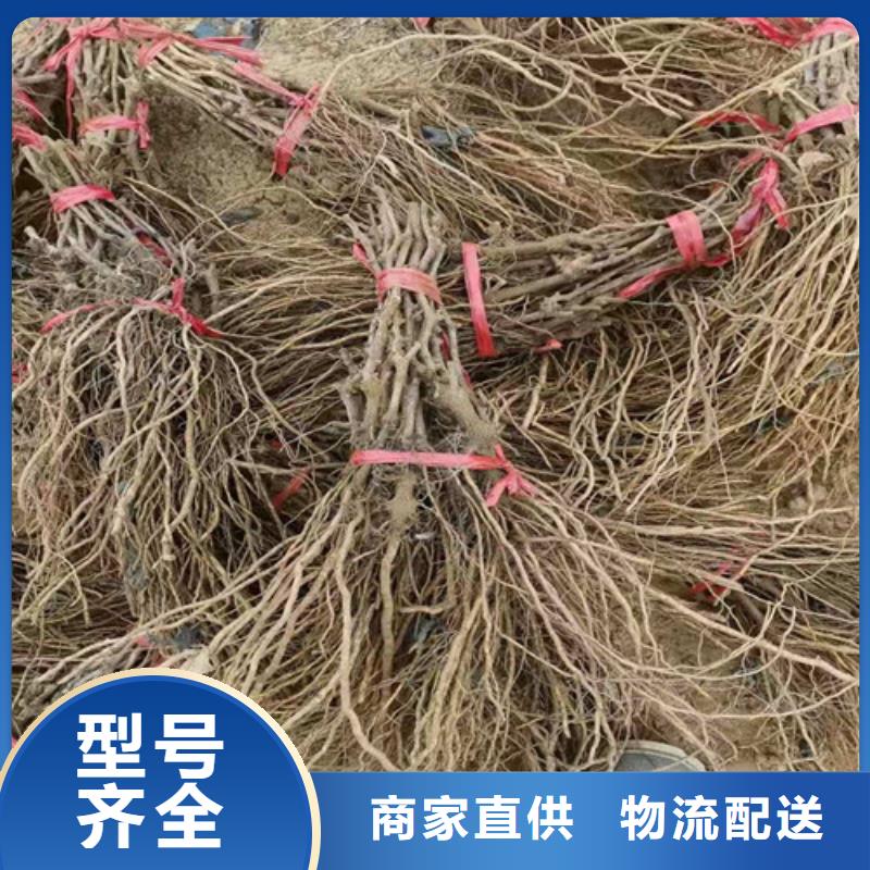 葡萄油桃苗用心做好细节