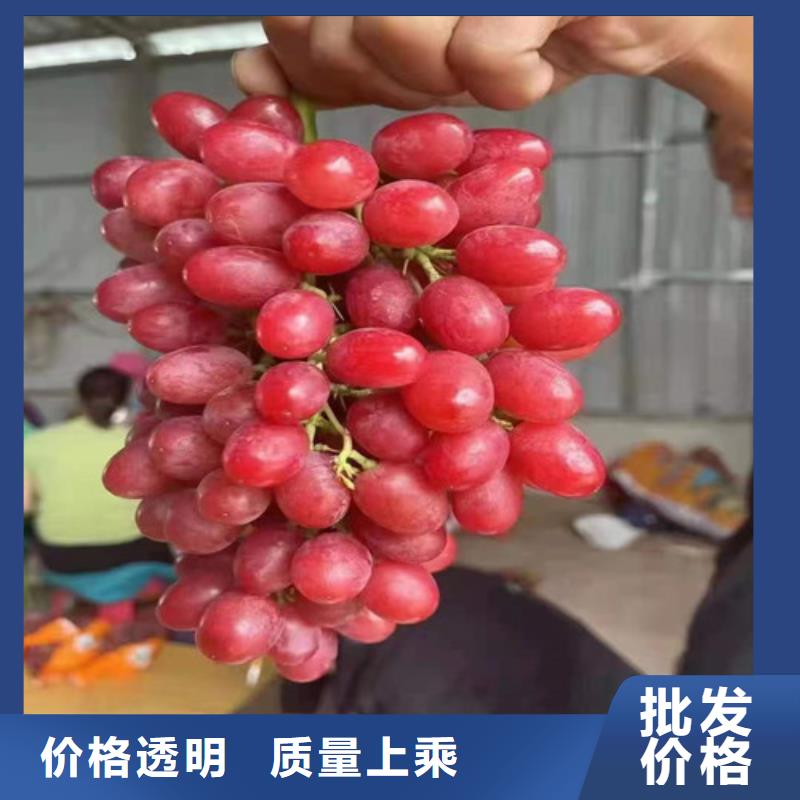 葡萄-櫻桃樹苗材質(zhì)實(shí)在