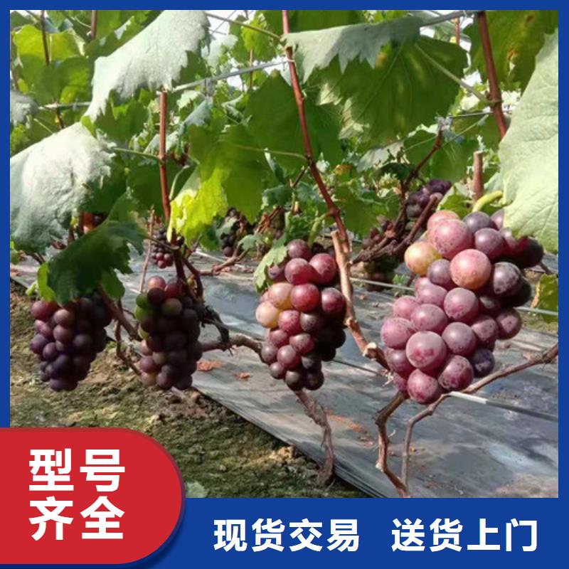 葡萄薄殼板栗苗物流配送