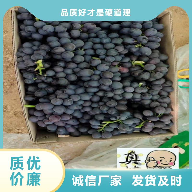 葡萄桃樹苗支持批發零售