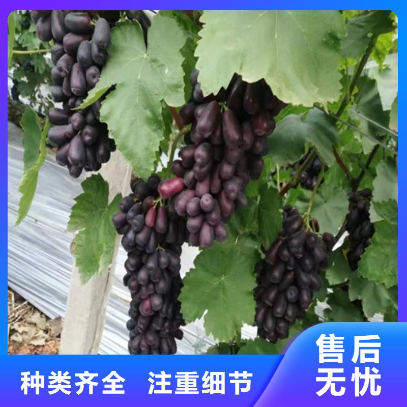 葡萄甜茶苗定制零售批发