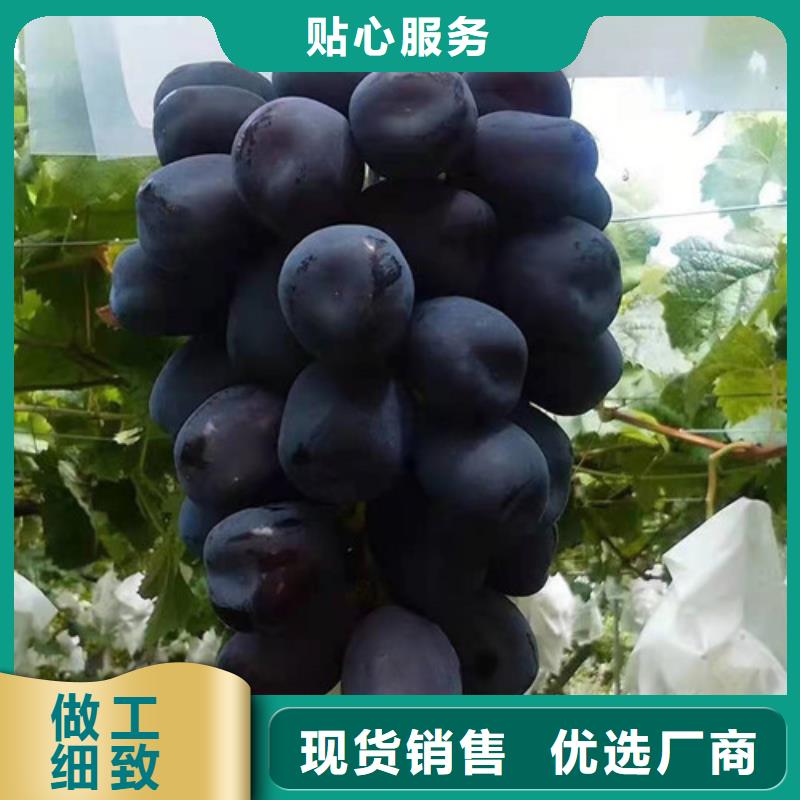 葡萄獼猴桃苗產地直供
