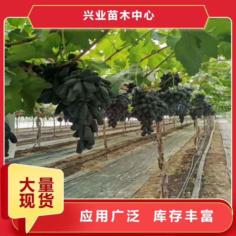 葡萄櫻桃樹苗廠家品控嚴格