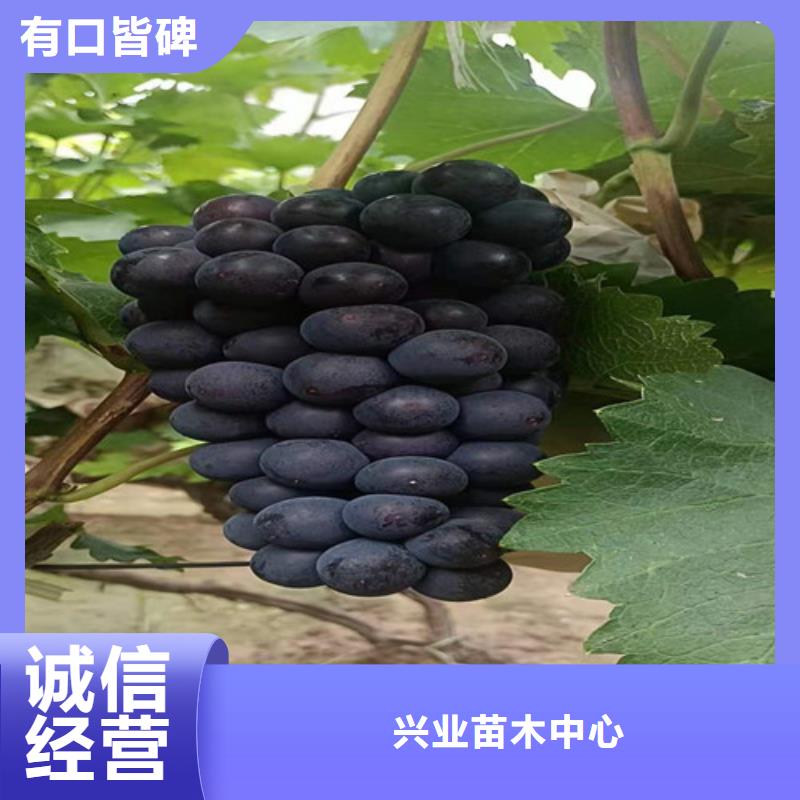 葡萄櫻桃樹苗廠家品控嚴格