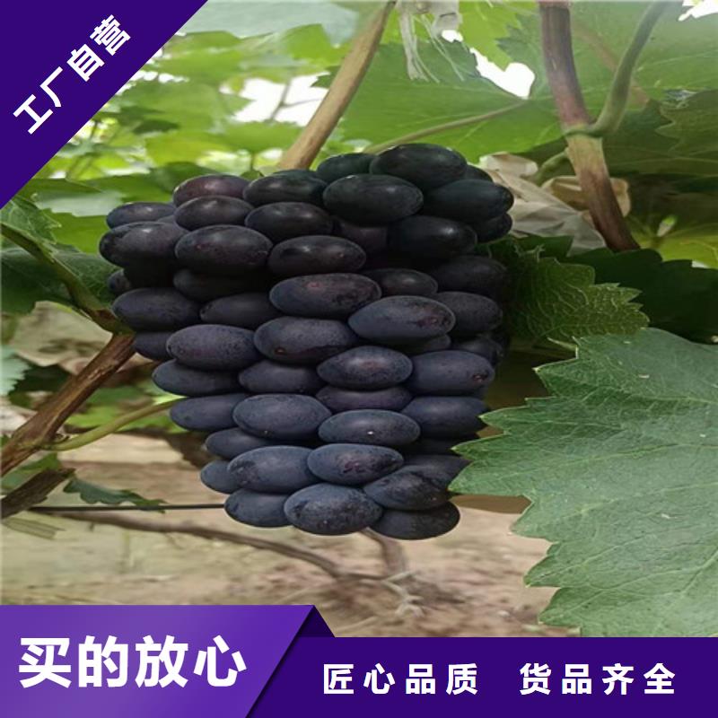 葡萄,桃樹苗行業(yè)優(yōu)選