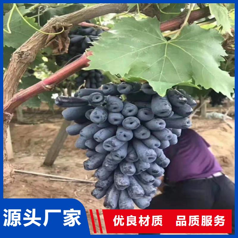 葡萄_金銀花樹苗精品優選