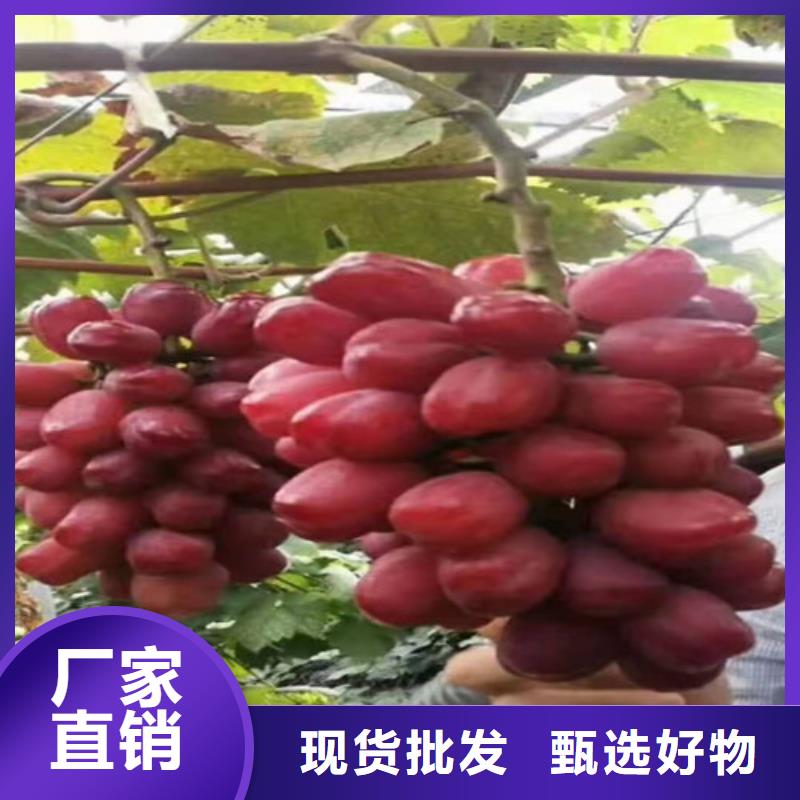 葡萄苹果苗海量货源