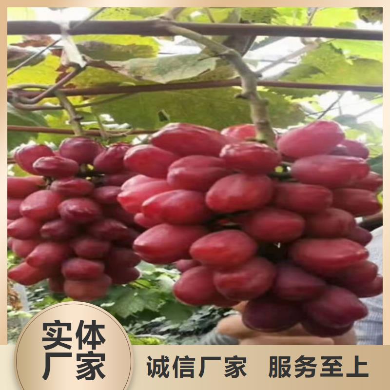 葡萄 【香椿树苗】海量现货直销