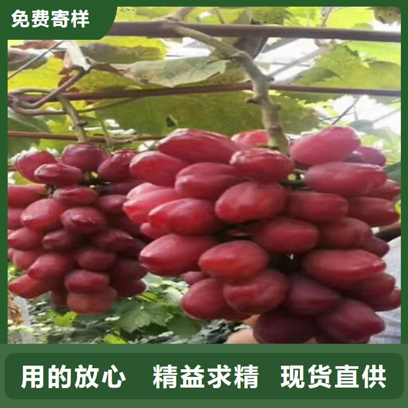葡萄-大金星山楂苗細節之處更加用心