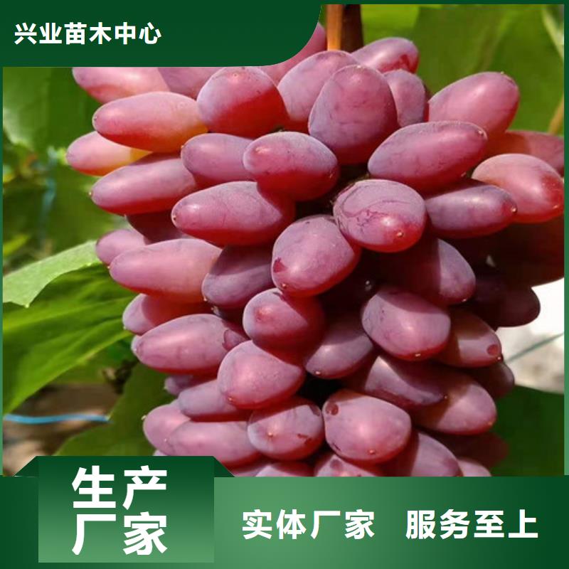 葡萄苹果苗海量货源