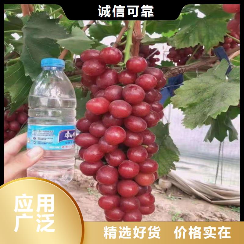 葡萄,山楂树苗库存齐全厂家直供