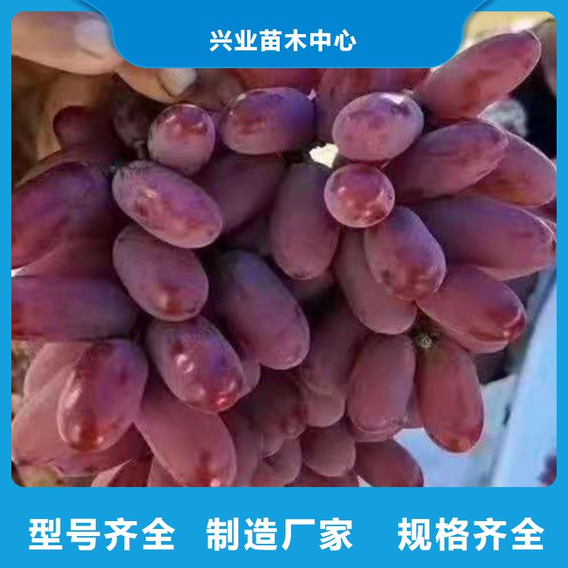 葡萄-大棚草莓苗精选货源
