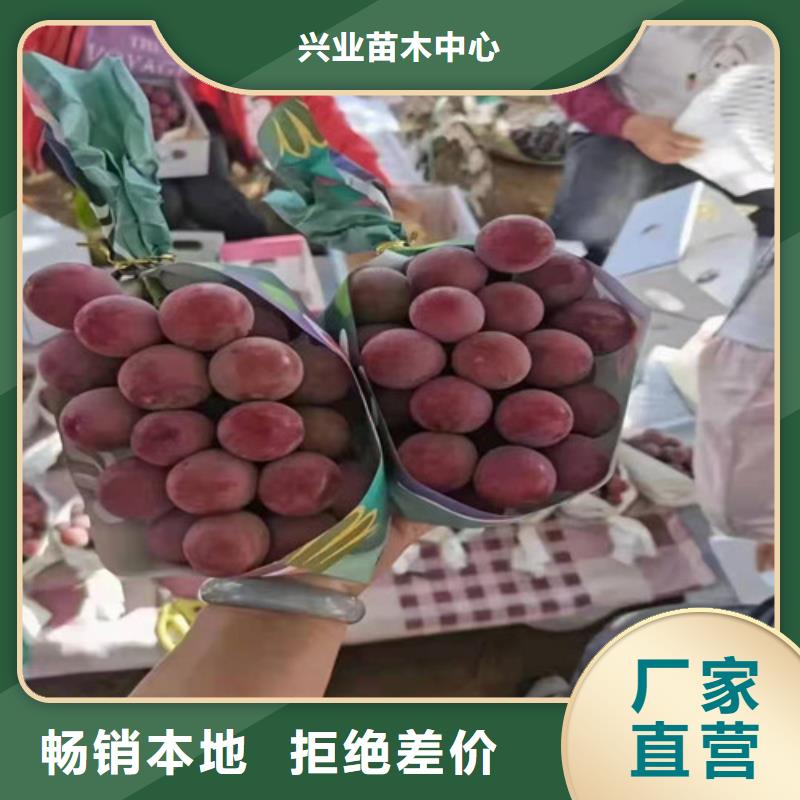 葡萄-大棚草莓苗精选货源