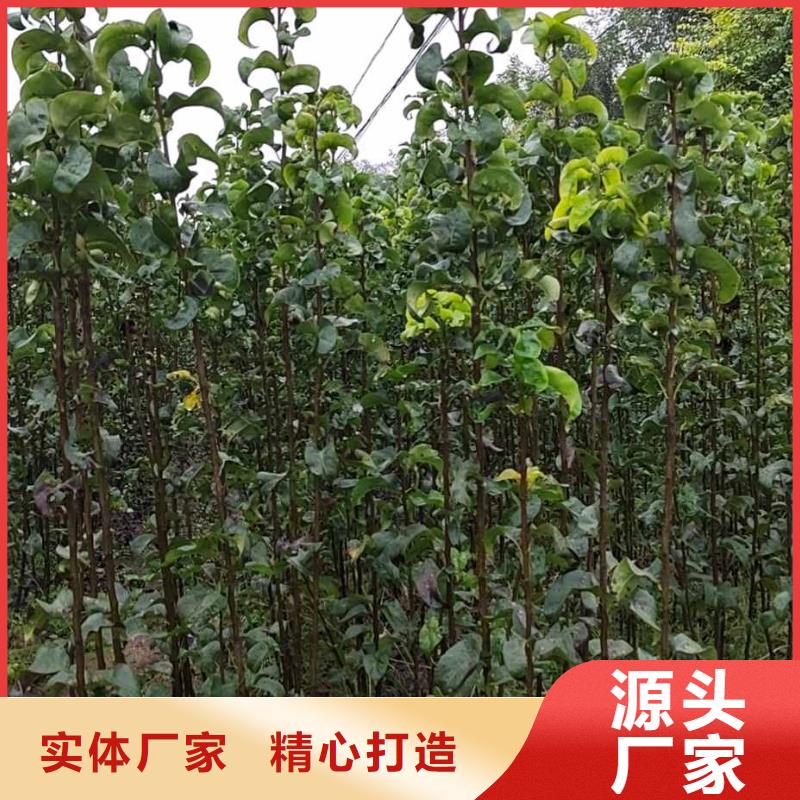 梨梨樹苗基地多年廠家可靠