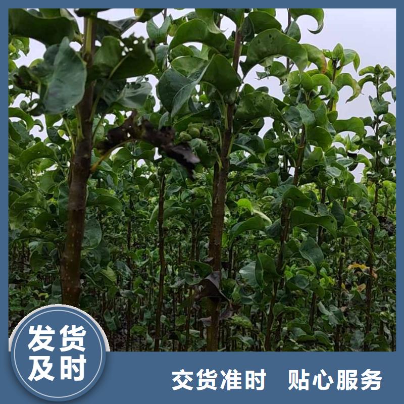 梨梨樹苗基地多年廠家可靠